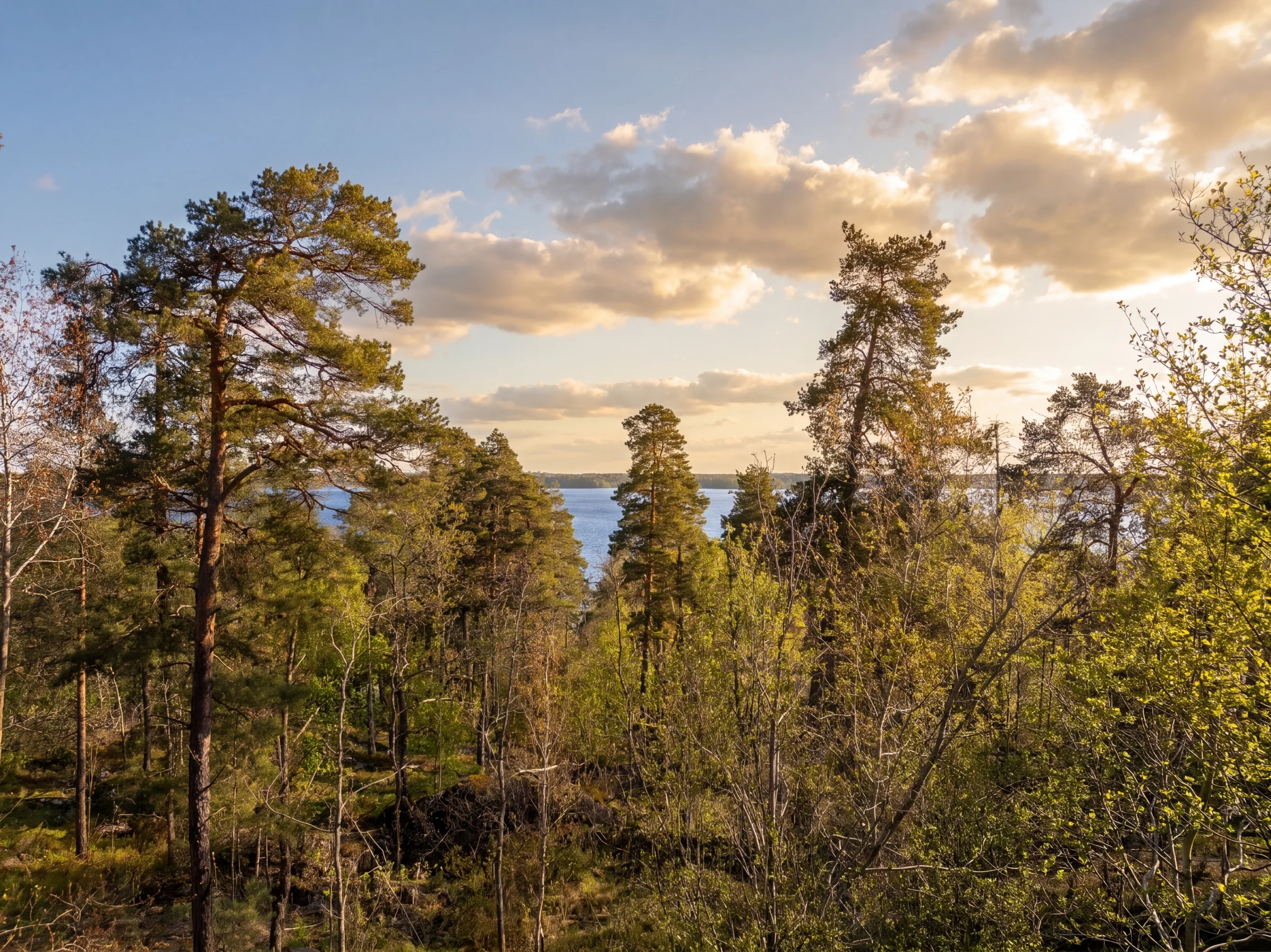 Utsikt över vattnet genom tallarna