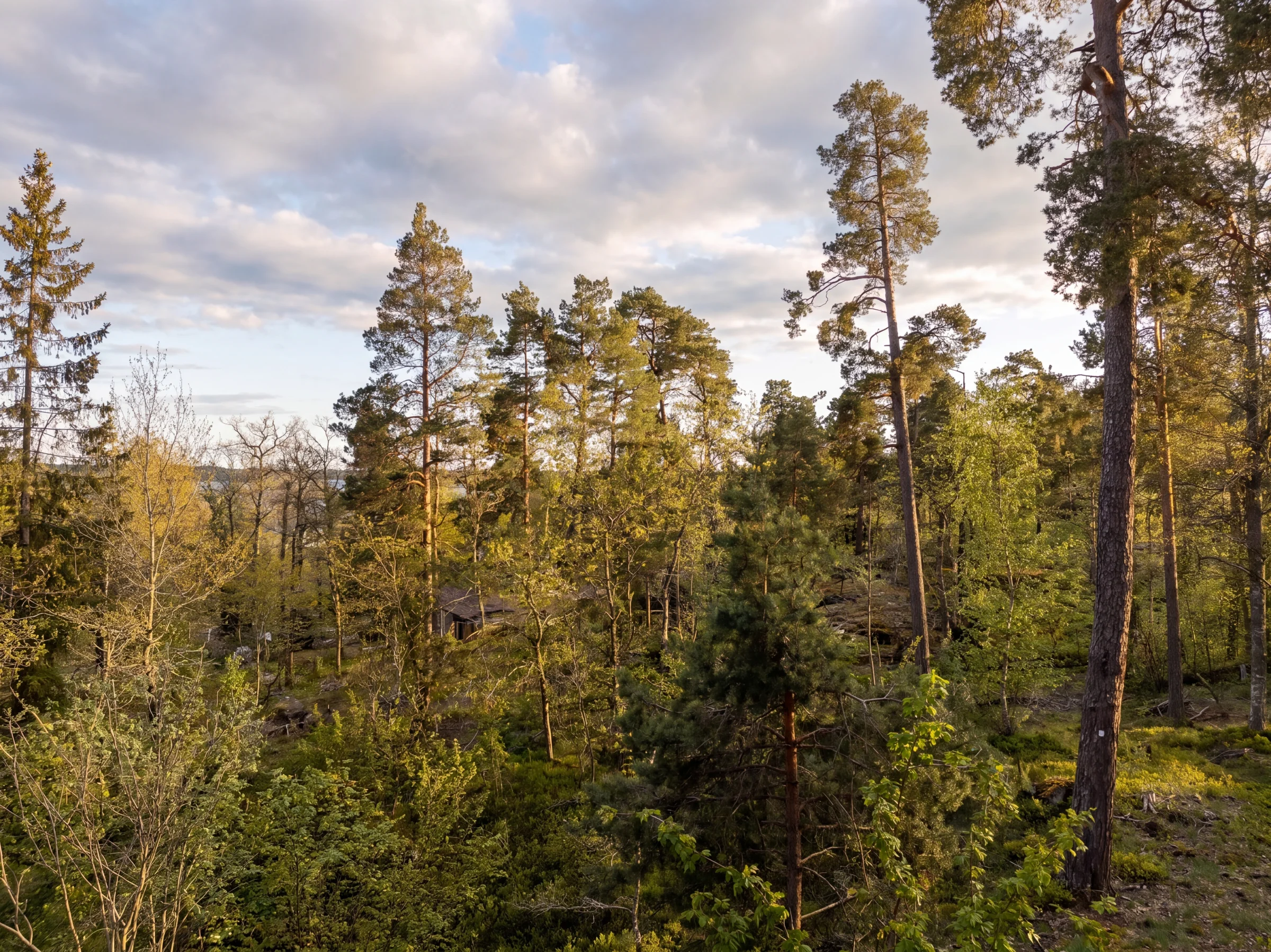 Tallskog i kvällsljus med skymtande vatten
